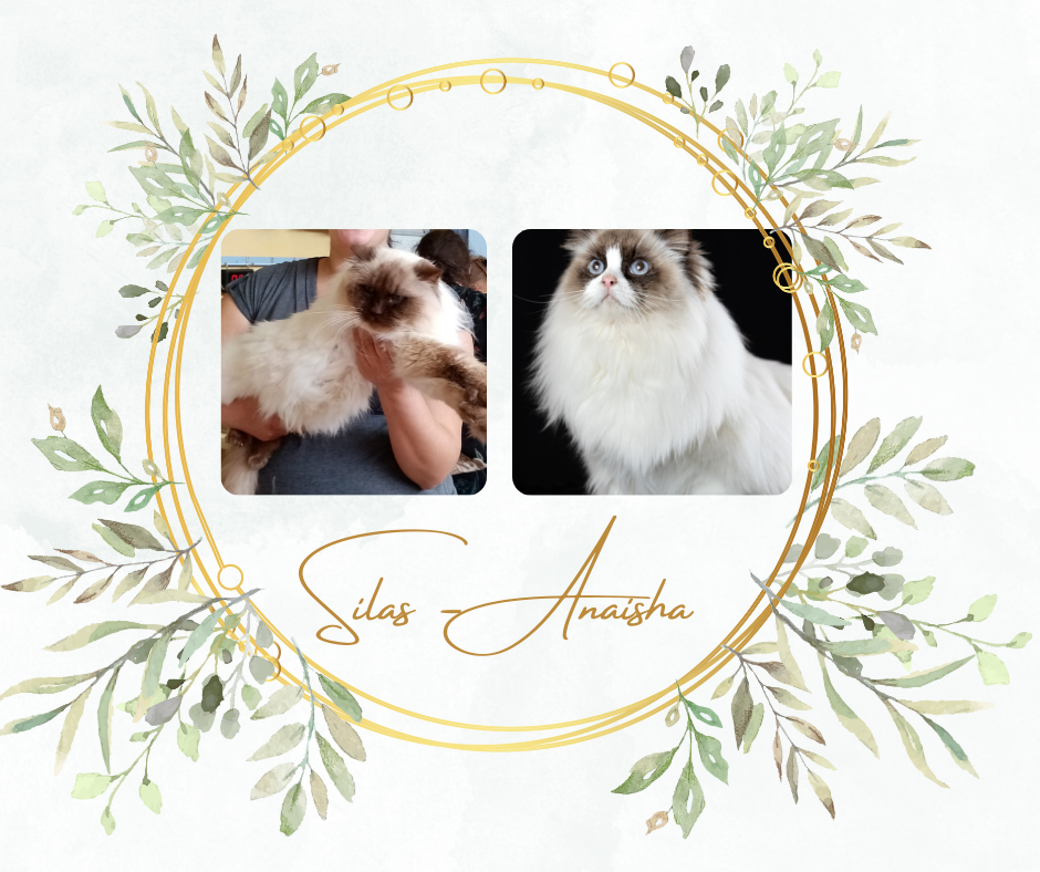 silas et anaisha mariage