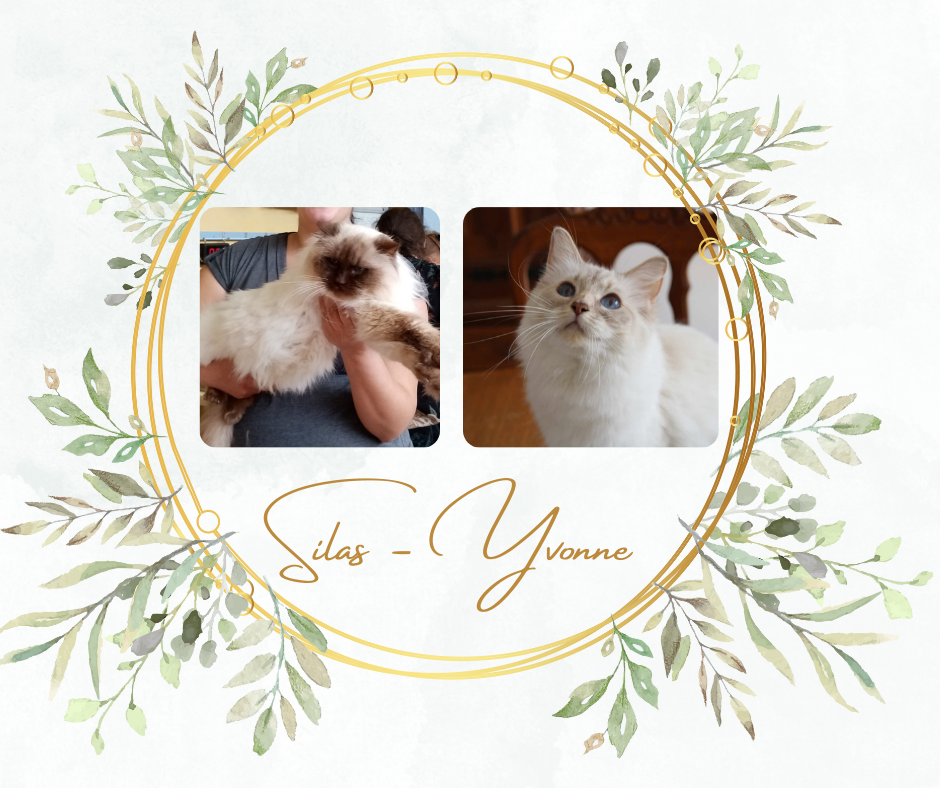 silas et yvonne mariage