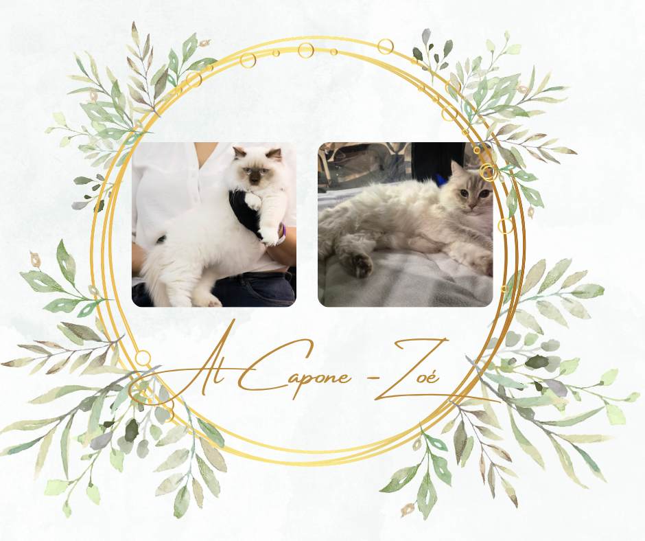 al capone zoé