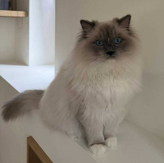 ragdoll blue