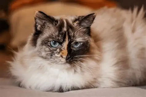 ragdoll tortie
